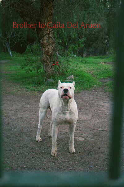 La Historia Dogo Argentino Breeder - Dogo Argentino Kennels Argentine  Quality