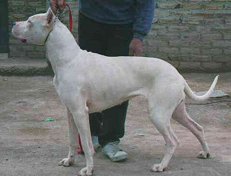 La Historia Dogo Argentino Breeder - Dogo Argentino Kennels Argentine  Quality