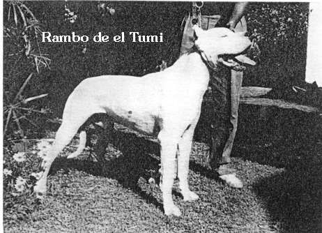 Rambo De El Tumi