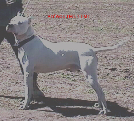 La Historia Dogo Argentino Breeder - Dogo Argentino Kennels Argentine  Quality