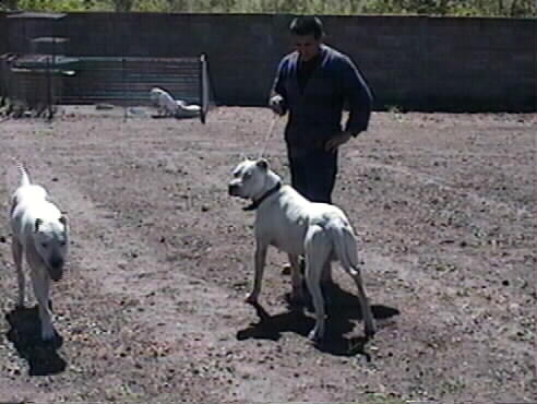 Argentina:Kennels and Dogos from the Interior